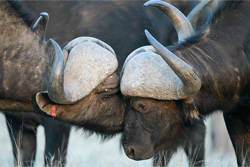 Buffalo