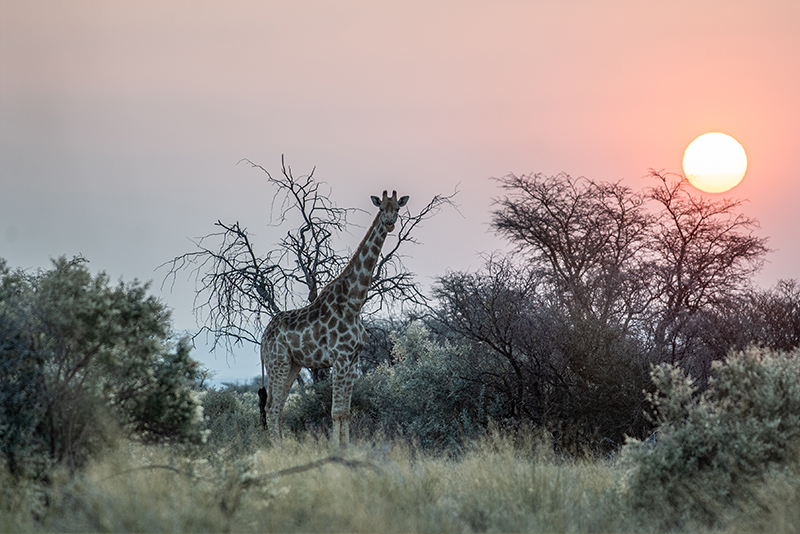 Giraffes