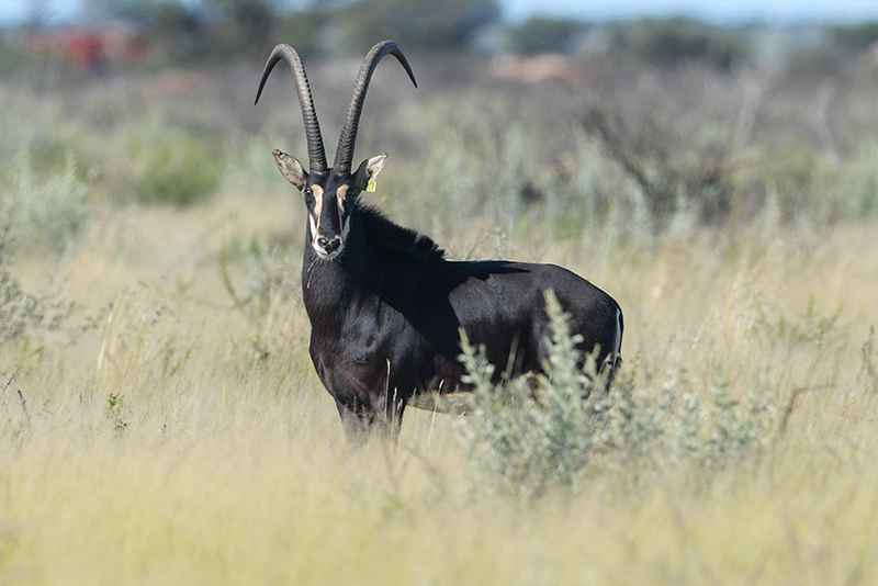 Sable