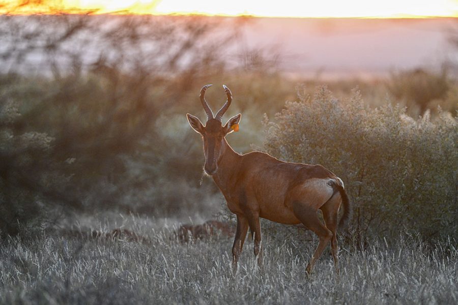 Rooi Hartebeest
