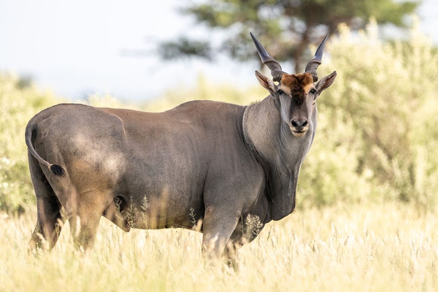 Eland
