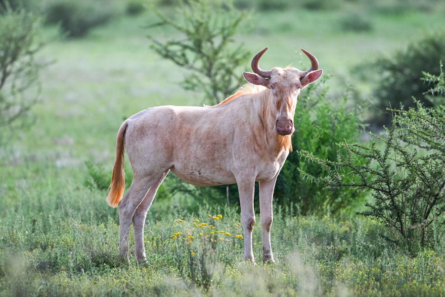 Royal Wildebeest